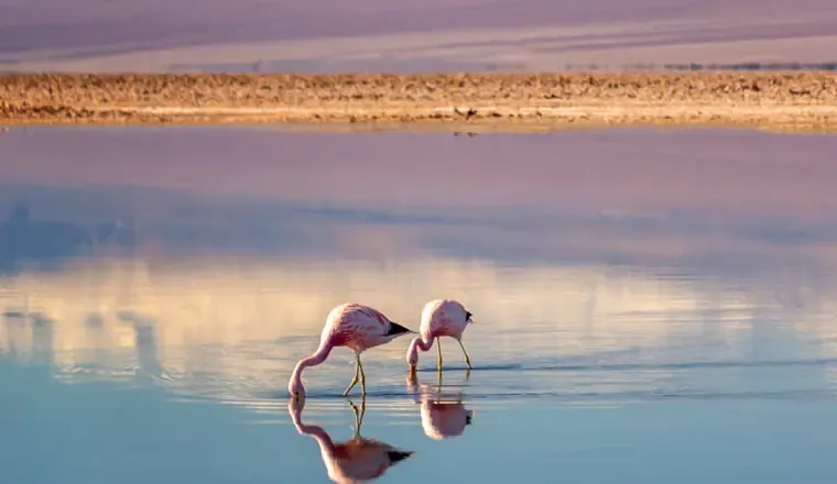 Chile - the Atacama to Patagonia, a last minute solo holiday with Just You