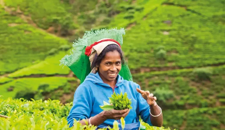 Sri Lanka - Pearl of the Indian Ocean, a last minute solo holiday with Just You